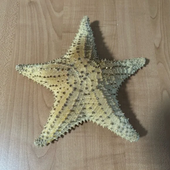 Vintage Starfish purchased in the Bahamas - Picture 1 of 2